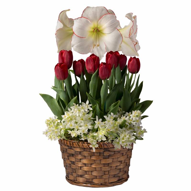 Amaryllis Bulb Garden Pot